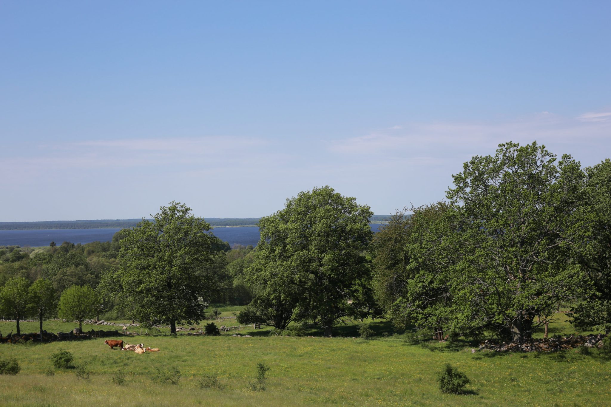 Utsikt mot Hornborgasjön vid Heljesgården