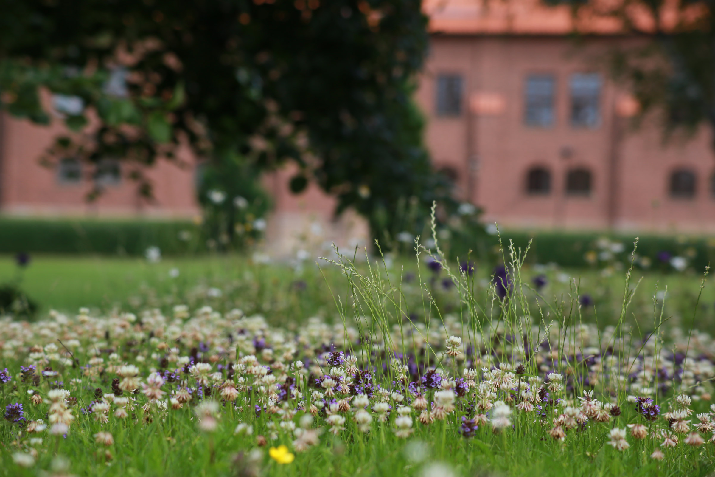 Västergötlands museum seen from Kråk Manor Clovers in front of the brick wall of Västergötlands museum