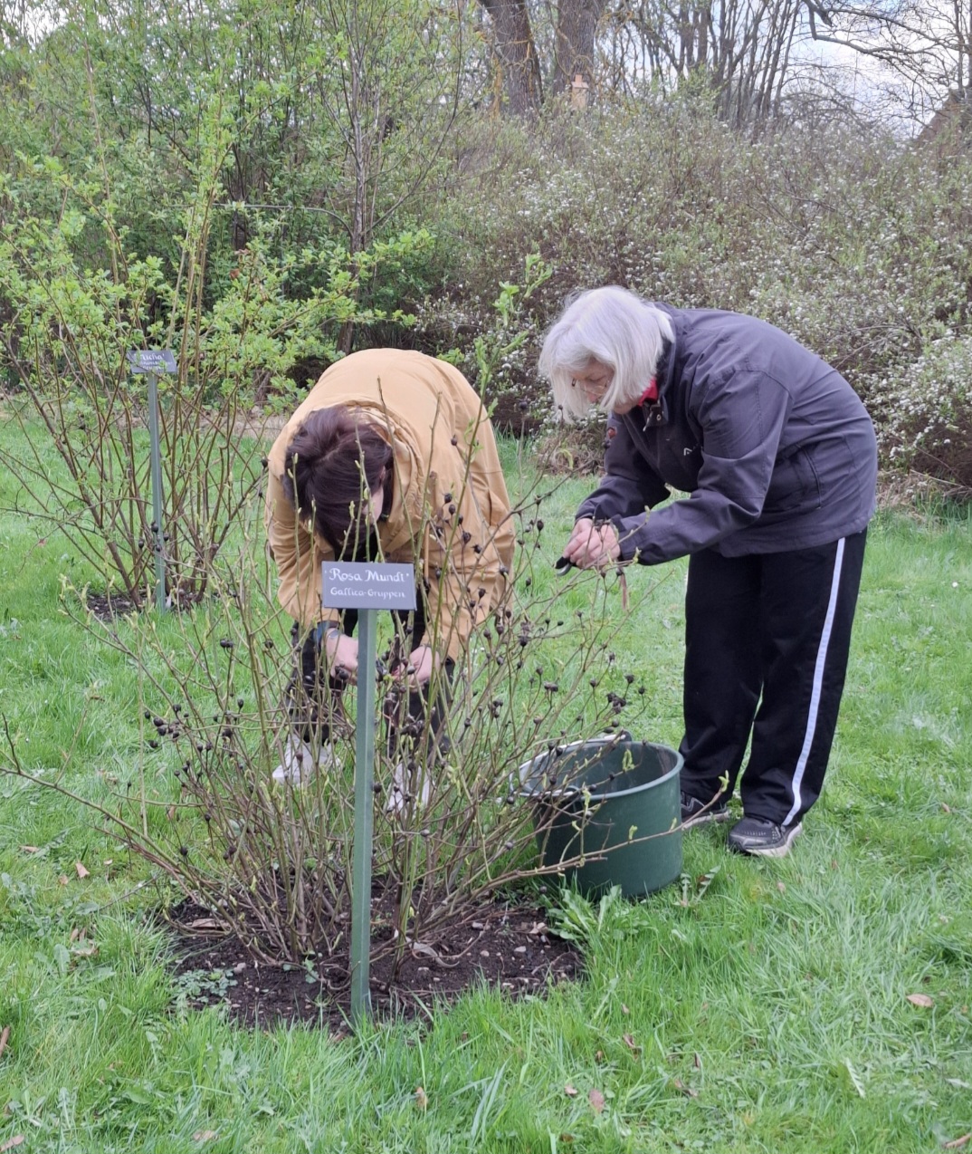 Två personer arbetar med en rosbuske