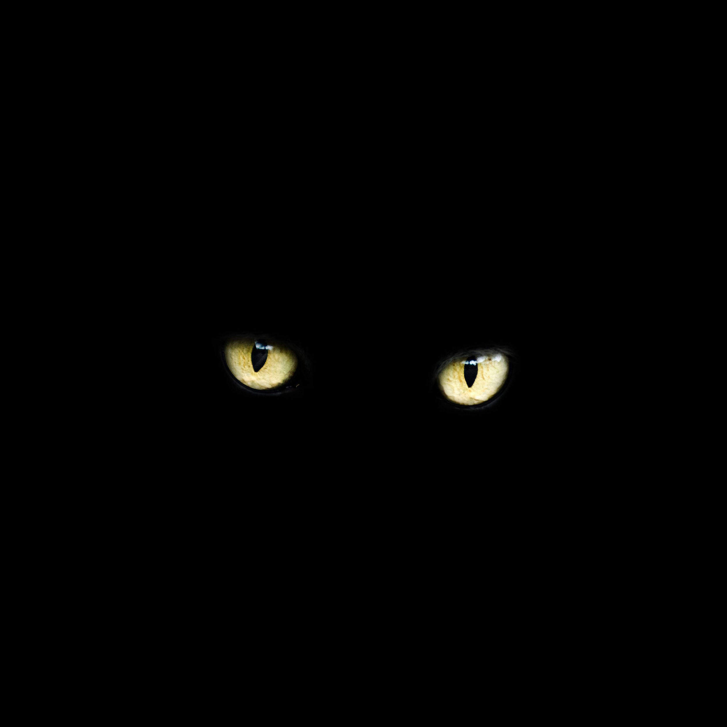 Kattögon i mörkret